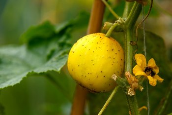 Zitronengurke - Gemüse des Jahres 2023