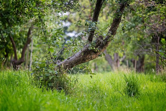 alter Apfelbaum ©pixabay