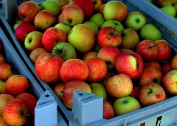 Bunte Äpfel ©pixabay