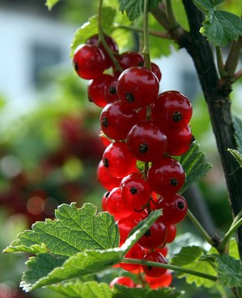 Ribisel Johannisbeere ©LK Niederösterreich/Referat Pflanzenbau
