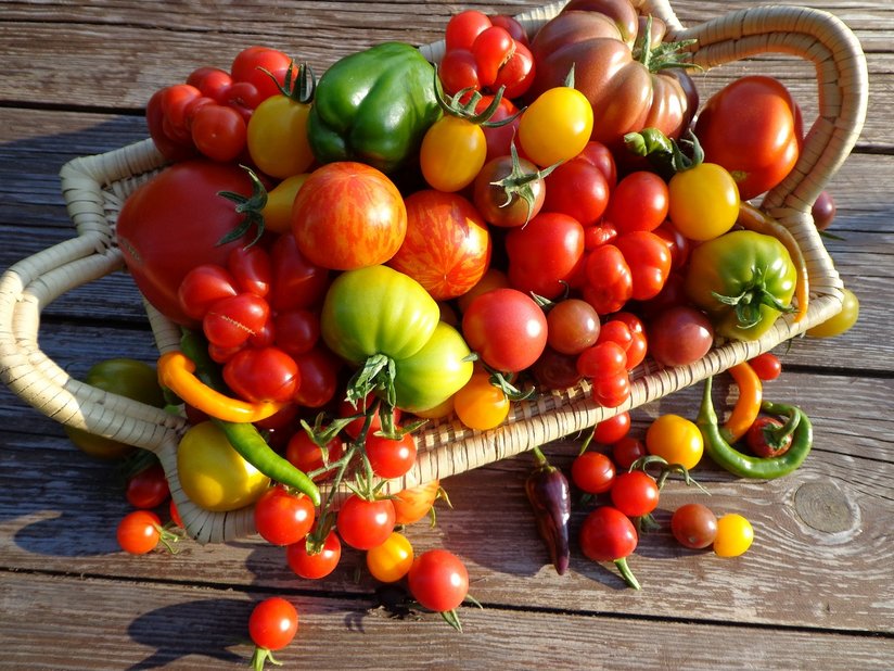 Alte Paradeisersorten ©Sonja Hießberger/LK Niederösterreich