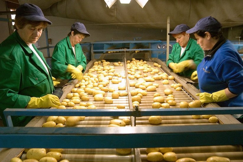 Erdäpfelsortierung an Maschine mit vier Personen ©AMA Marketing