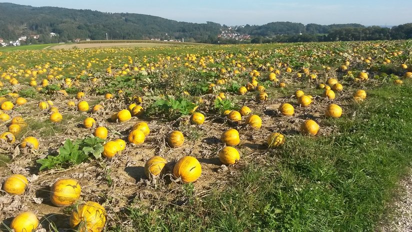 Ölkürbisfeld