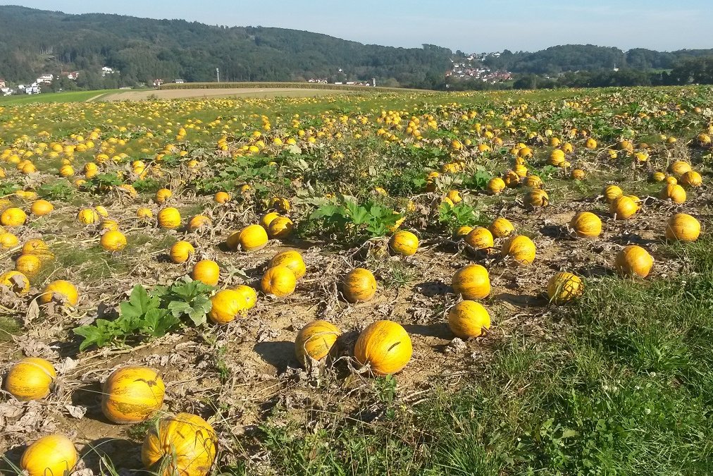 Ölkürbisfeld