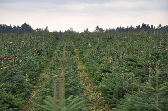 Christbaumkultur ©Fotoarchiv Forst/LK Niederösterreich