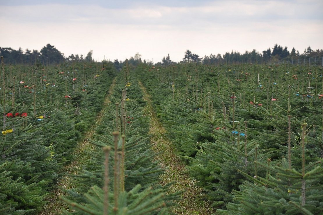 Christbaumkultur ©Fotoarchiv Forst/LK Niederösterreich