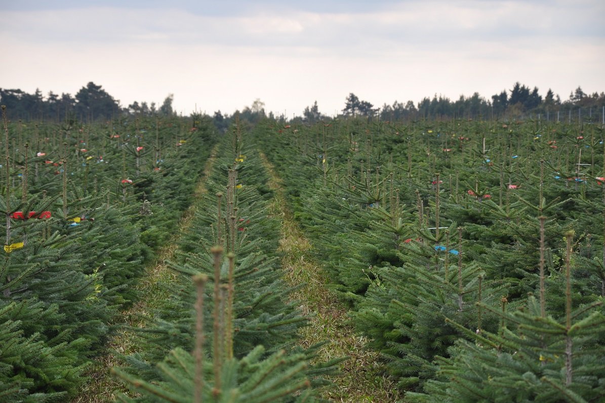 Christbaumkultur ©Fotoarchiv Forst/LK Niederösterreich