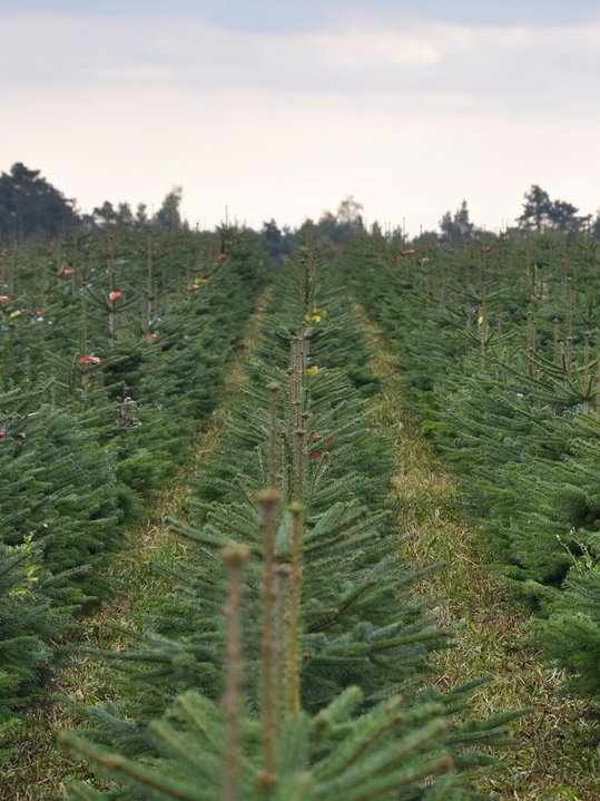 Christbaumkultur ©Fotoarchiv Forst/LK Niederösterreich
