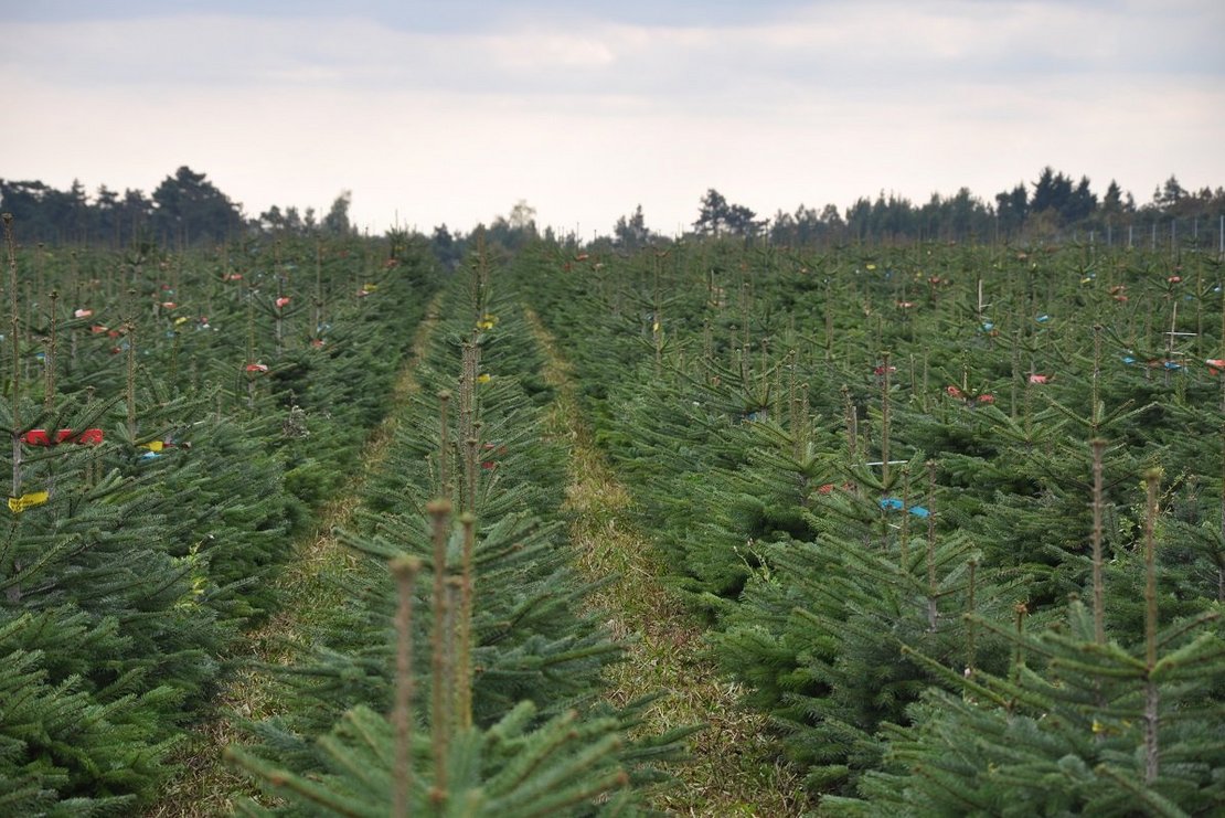 Christbaumkultur ©Fotoarchiv Forst/LK Niederösterreich