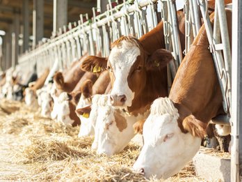 Kühe am Futtertisch ©fotolia/Franco Nadalin