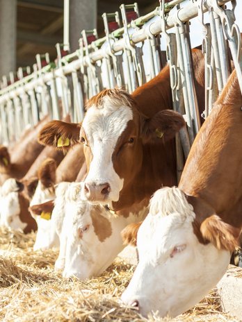 Kühe am Futtertisch ©fotolia/Franco Nadalin