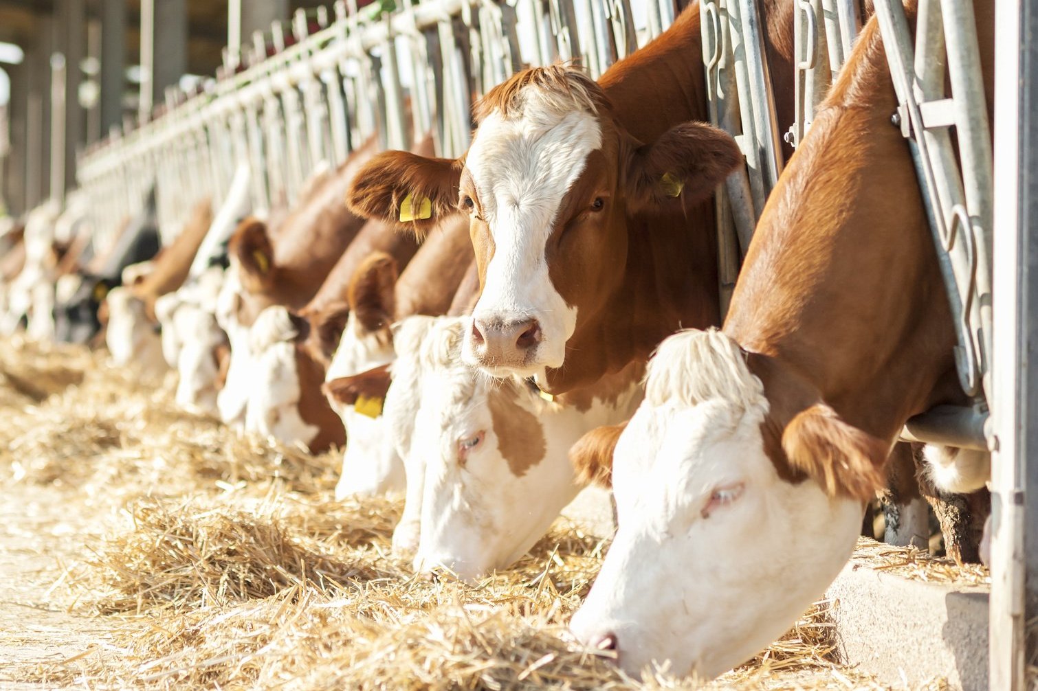 Kühe am Futtertisch ©fotolia/Franco Nadalin