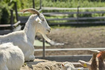 Weißer Ziegenbock liegt auf Stein in Sonne
