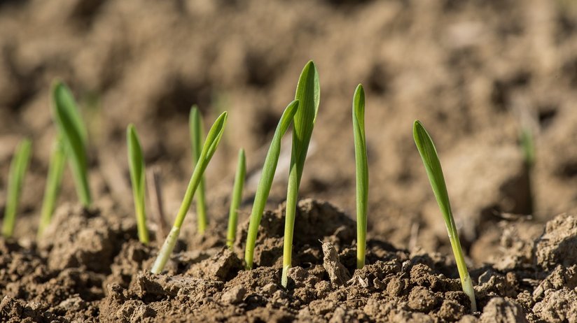 Gerste Keimung ©agrarfoto.com