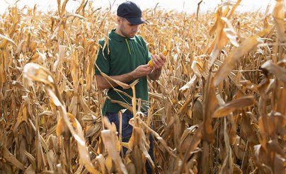 Bauer steht im reifen Maisfeld
