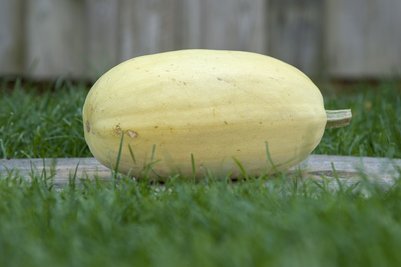 Spaghettikürbis ©Sonja Hießberger/LK Niederösterreich