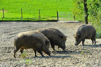 Wildschweine ©Bundesverband der oesterreichischen Wildtierhalter