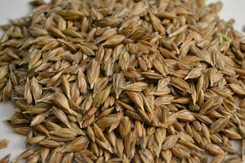 Emmerkörner ©pixabay