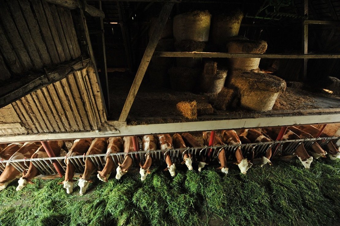 Kühe am Futtertisch