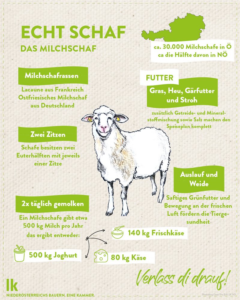 Infografik von Verlass di drauf der Landwirtschaftskammer Niederösterreich zum Milchschaf
