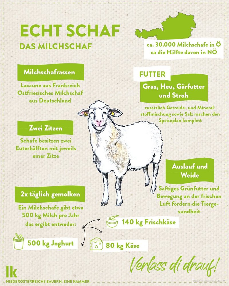 Infografik von Verlass di drauf der Landwirtschaftskammer Niederösterreich zum Milchschaf