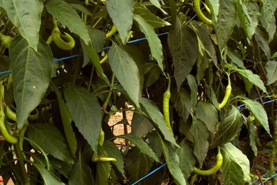 Pfefferoni ©AMA Marketing