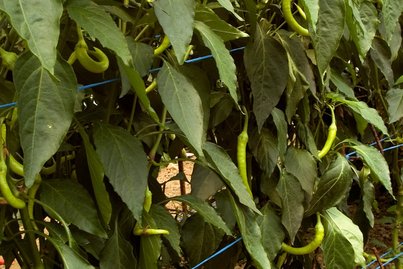 Pfefferoni ©AMA Marketing