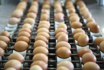 Eier auf Packstelle ©AMA Marketing