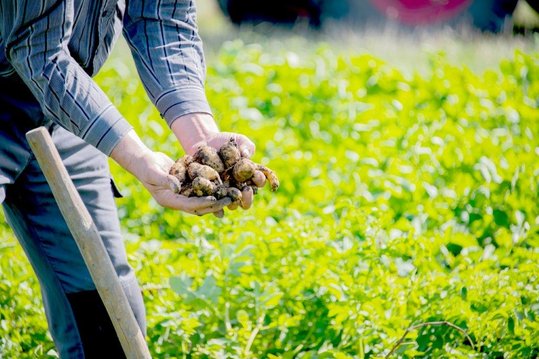 Kartoffeln in der Hand des Landwirts