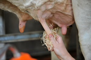 Hand reinigt Zitzen von Milchkuh mit Feinholzwolle ©René van Bakel_asablanca.com/LK Niederösterreich