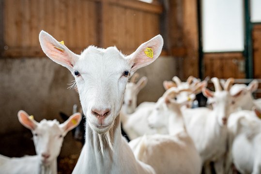 Ziegen im Stall