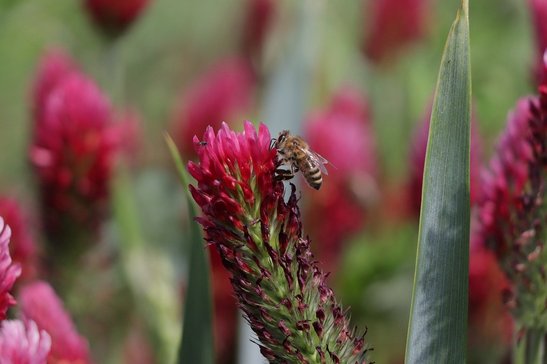 Im Spätsommer kann zur Bodenverbesserung Inkarnat- oder Gelbklee ausgesät werden. ©pixabay