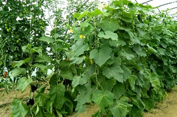 Melanzani, Zucchini und Paradeiser im Glashaus ©AMA Marketing