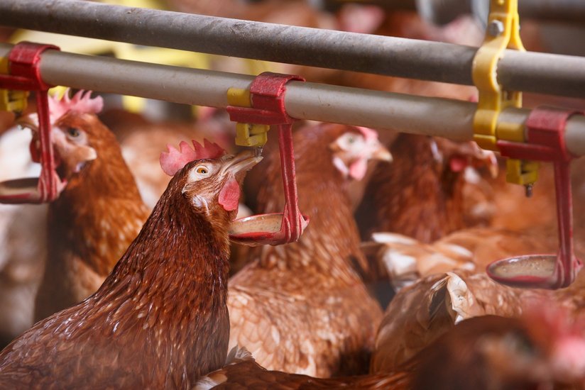 Hühner im Stall beim Trinken ©fotolia.com