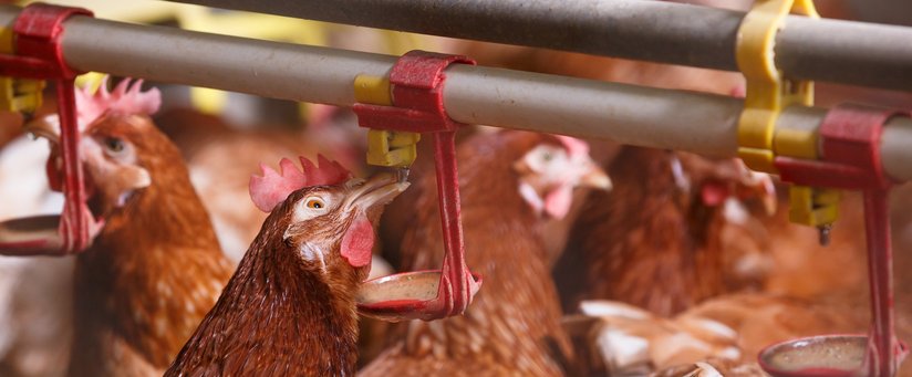 Hühner im Stall beim Trinken ©fotolia.com