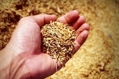 geernteter Reis ©pixabay