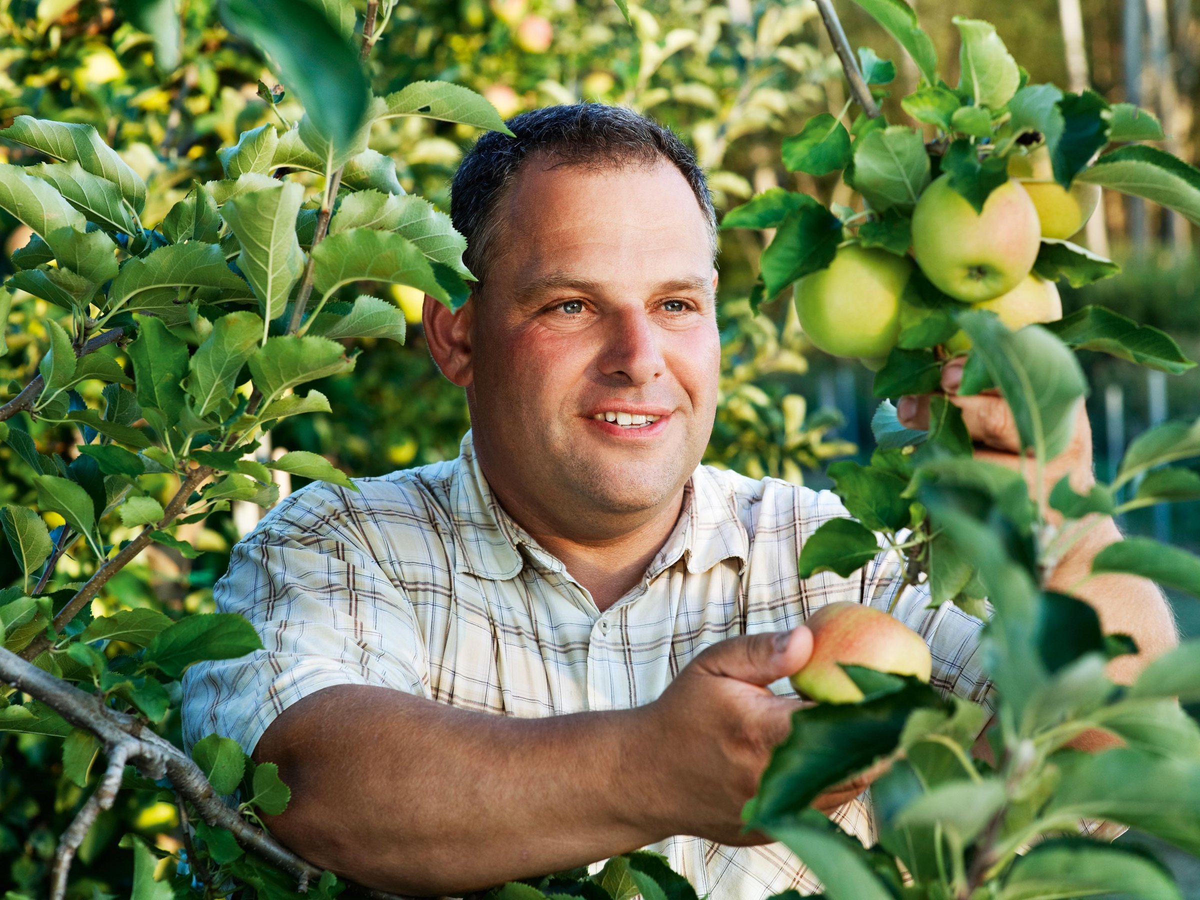 Mann beim Äpfel pflücken