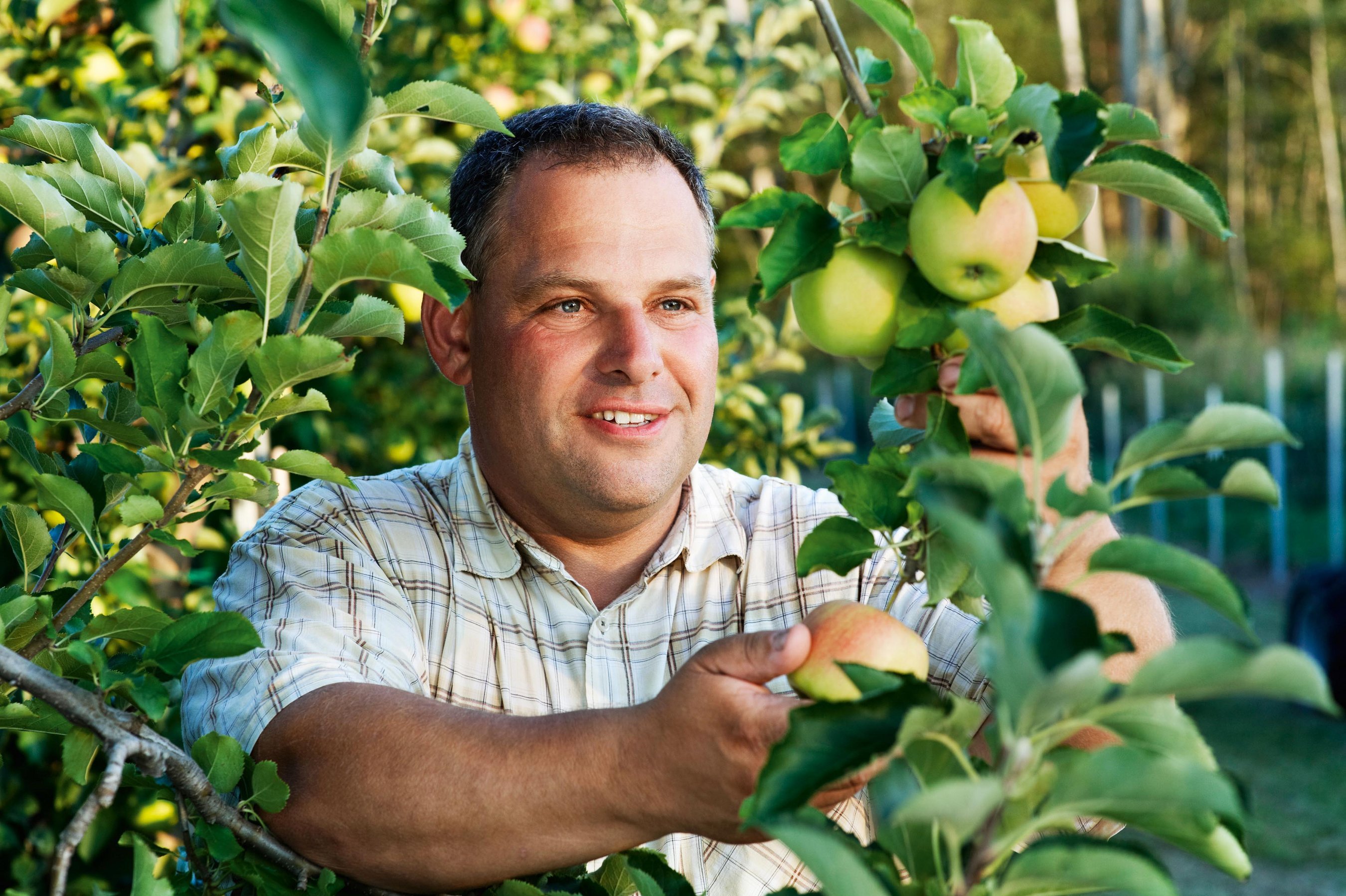 Mann beim Äpfel pflücken