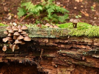 Großer Blut-Helmling