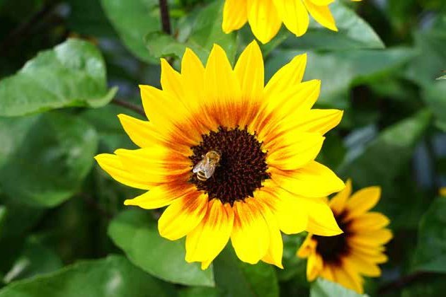 Sonnenblume Sonnenprinzessin ©Harald Rammel