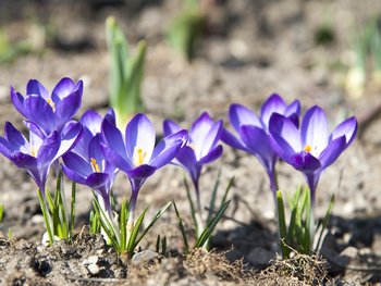 Frühlingsblume Krokus