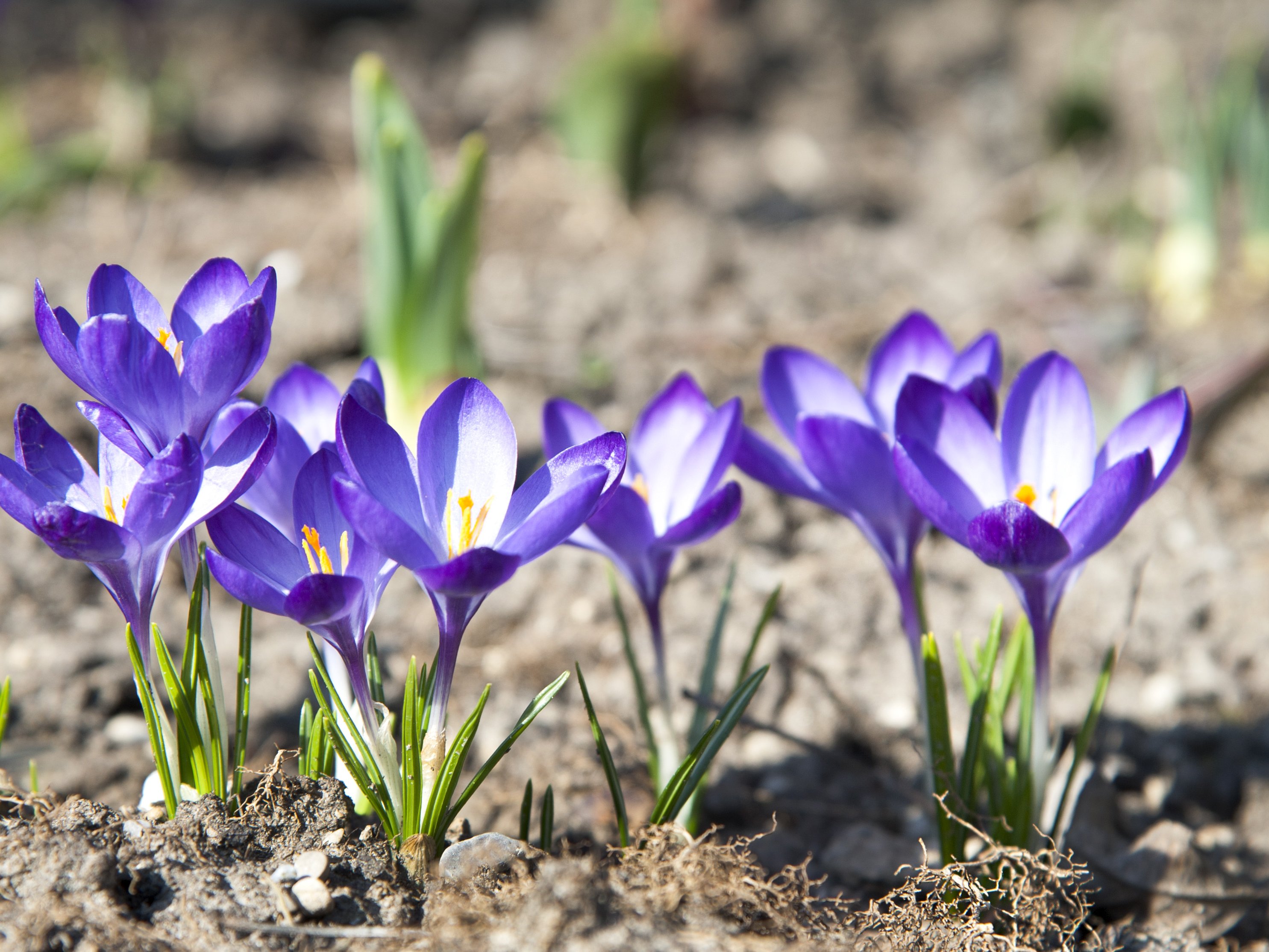 Frühlingsblume Krokus