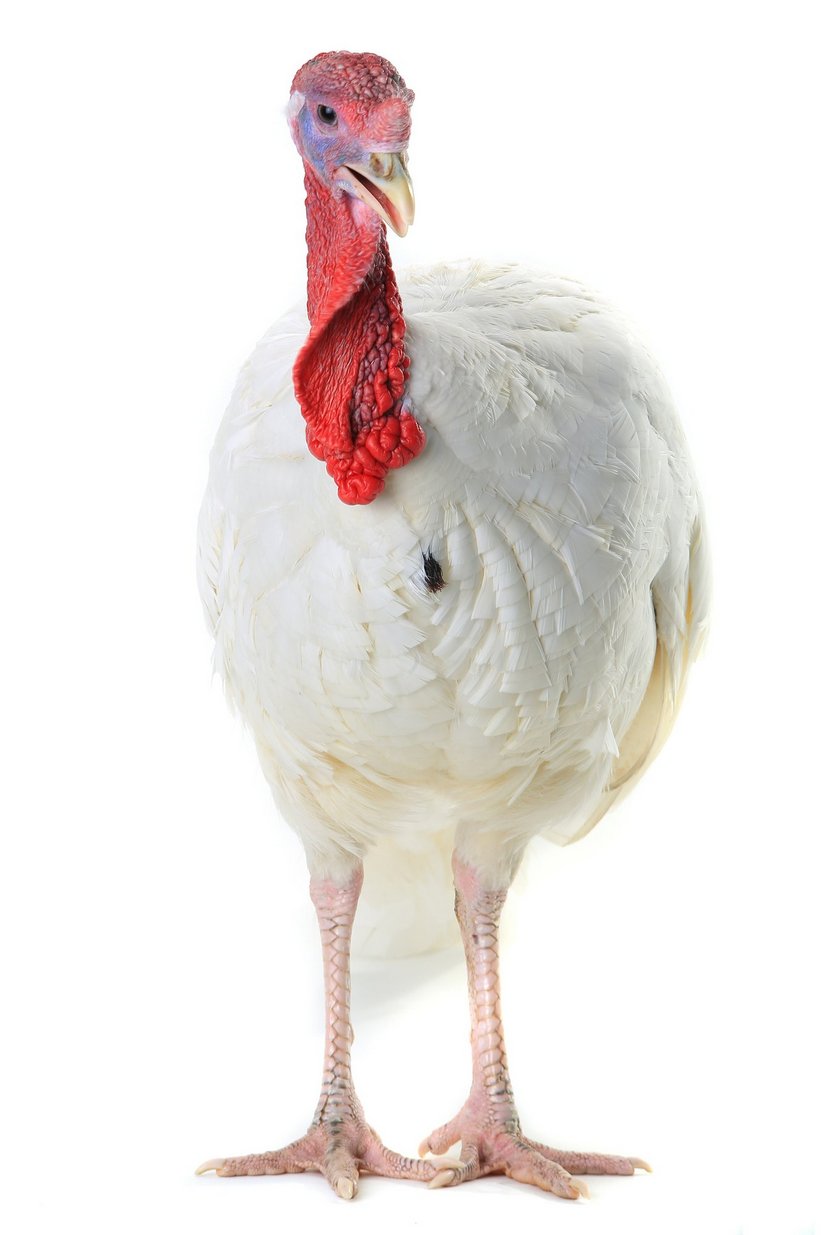 Pute © Vasyl Helevachuk/fotolia.com