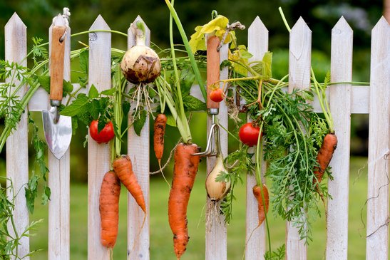Die Erntezeit ist da! ©Stefan Körber/stock.adobe.com