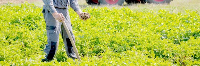 Landwirt Franz Bachl steht auf seinem Erdäpfelacker, im Hintergrund sein Traktor. 