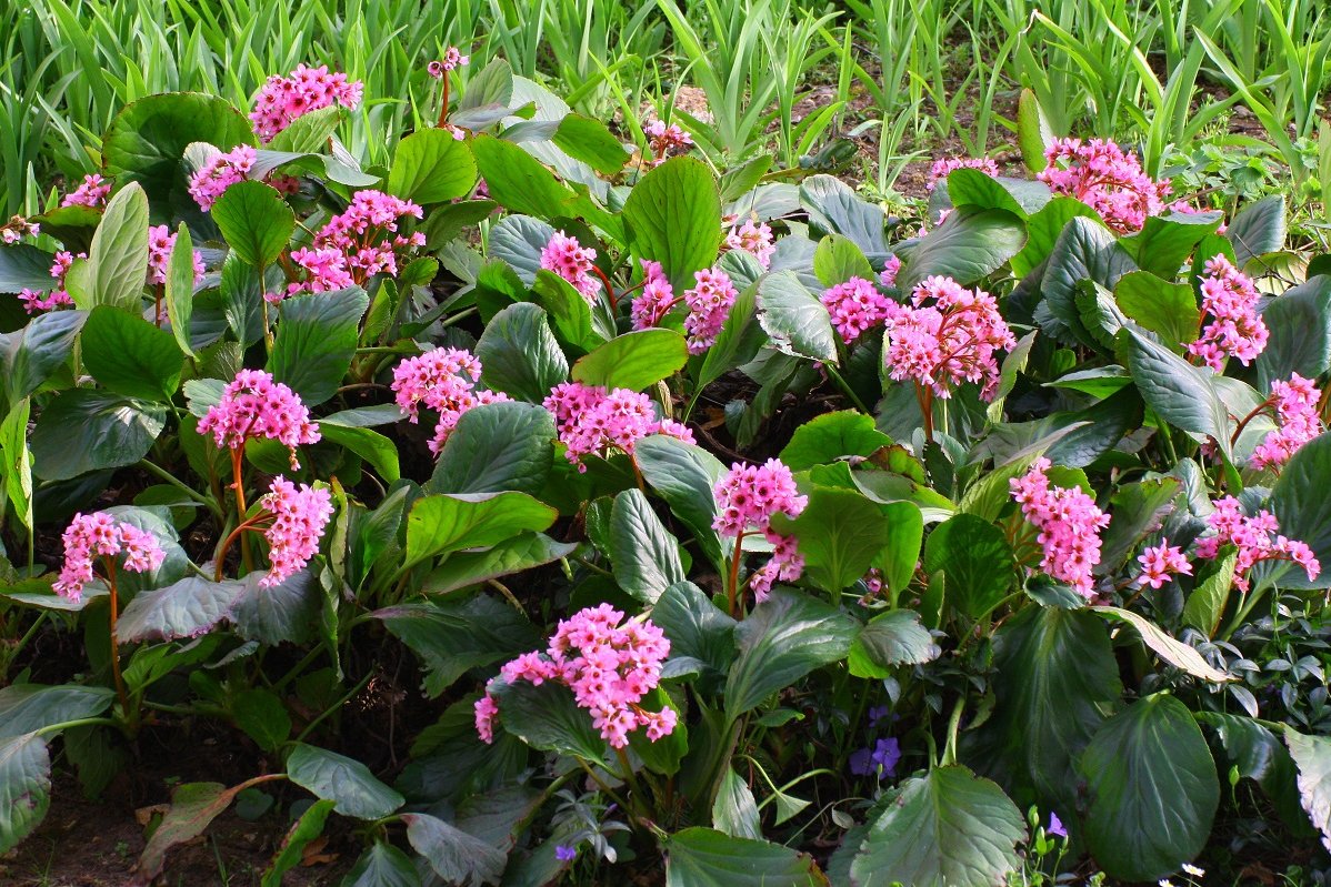 Bergenie ©Hubert/stock.adobe.com