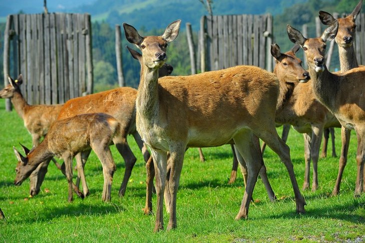©Bundesverband der österreichischen Wildtierhalter