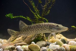 Hecht schwimmt im Wasser über Steine und vor Algen