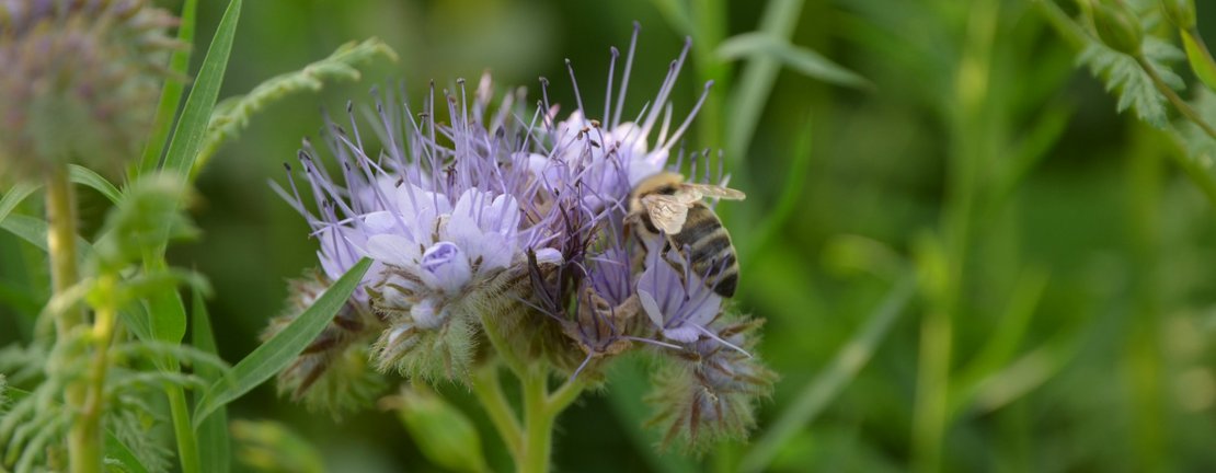 Wildbiene nutzt Begrünungspflanze als Nahrung