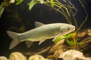 Amur schwimmt in Wasser über Steine und vor Grüpflanzen